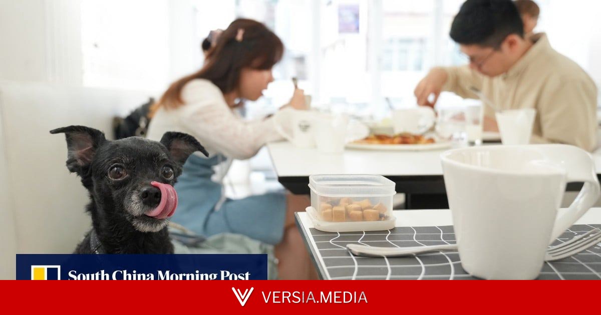 Hong Kong will press ahead with dog-friendly dining despite backlash, pullouts