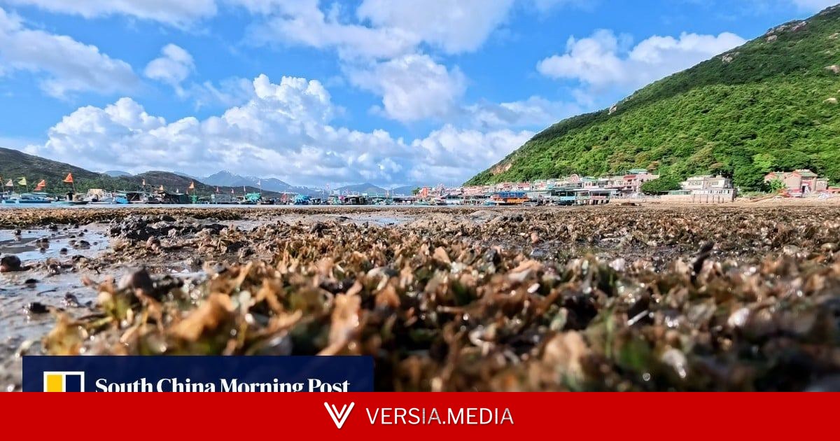 Beneath Lamma Island waters, ‘superhero’ plant helps bring back rare turtles